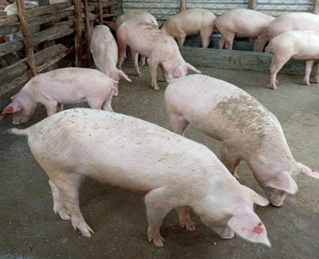 Piggery project at Elahiston Orphanage